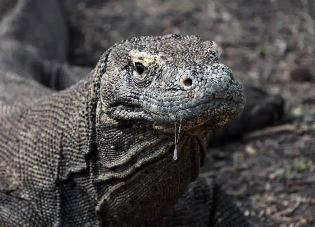 SeaTrek - Komodo Dragon Saliva Komodo Dragon Saliva