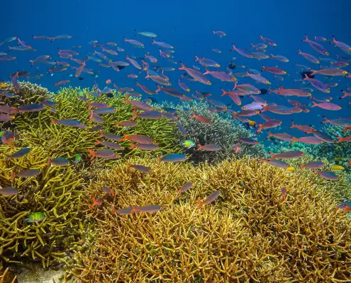 Coral and fish life