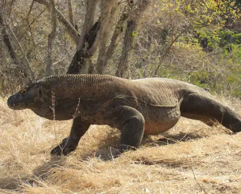 A giant and long size komodo dragon
