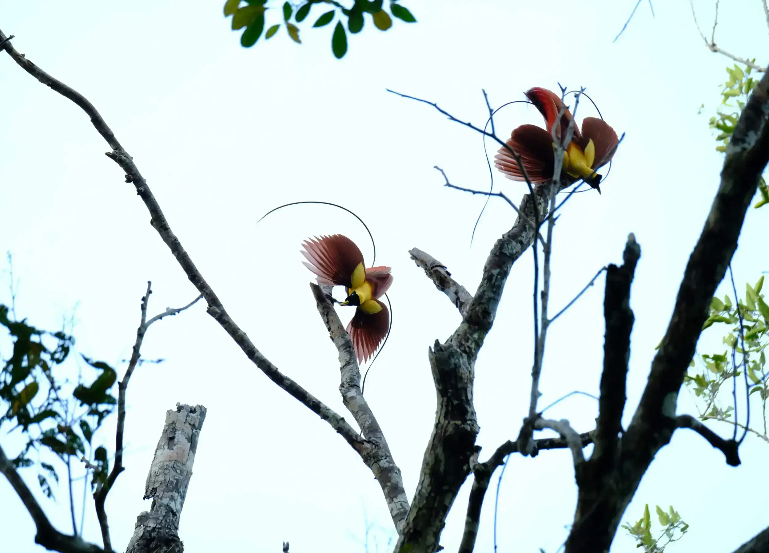 Red Birds of Paradise in Raja Ampat showing a mating dance