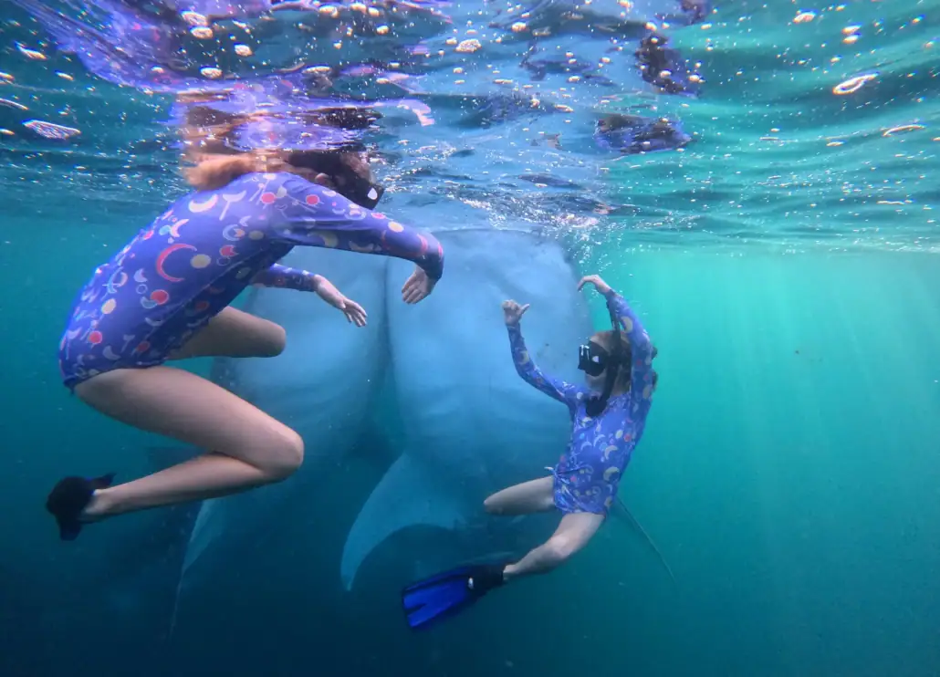 SeaTrek - Swimming with Whale Sharks Twins SeaTrek's guests Swimming with two Whale Sharks
