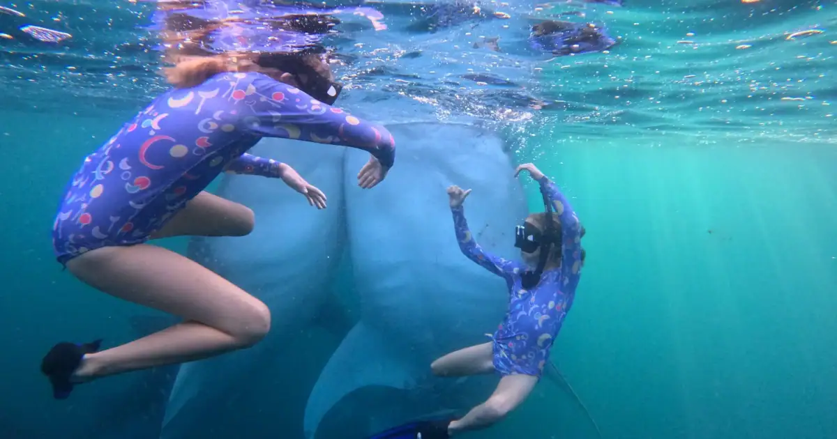 Whale Sharks in Saleh Bay, Sumbawa: A Local Tour Leader's POV