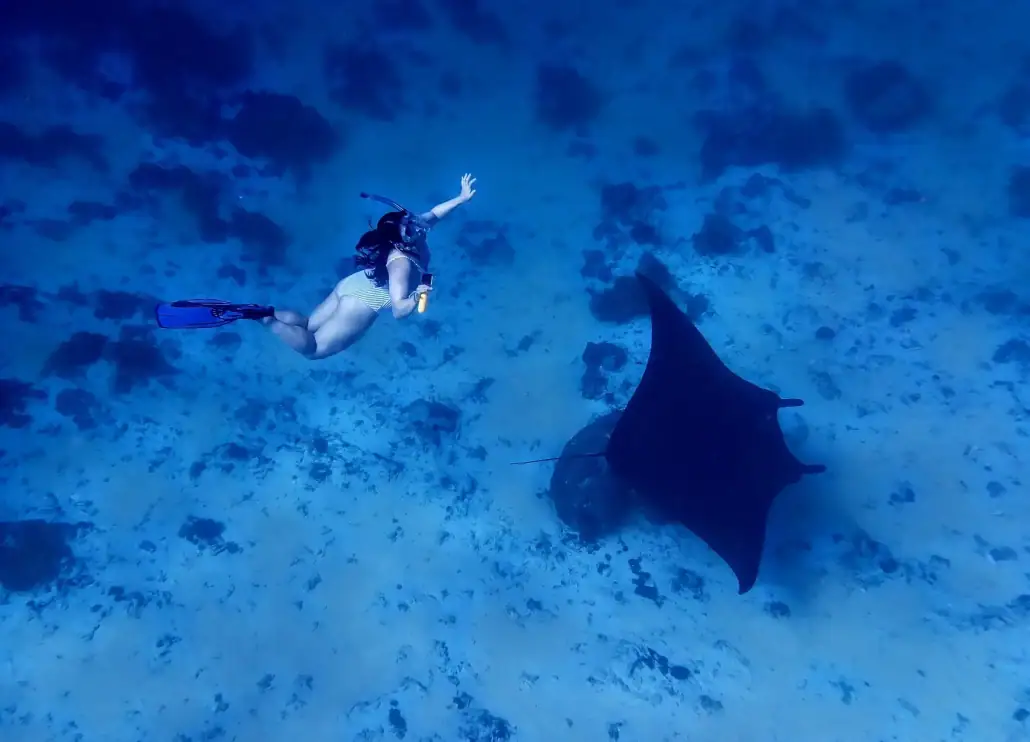 SeaTrek guest swimming with manta SeaTrek guest swimming with manta