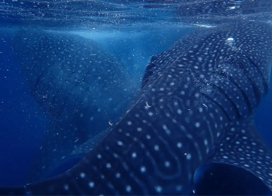 SeaTrek - two giant whale sharks Two gentle giants whale sharks
