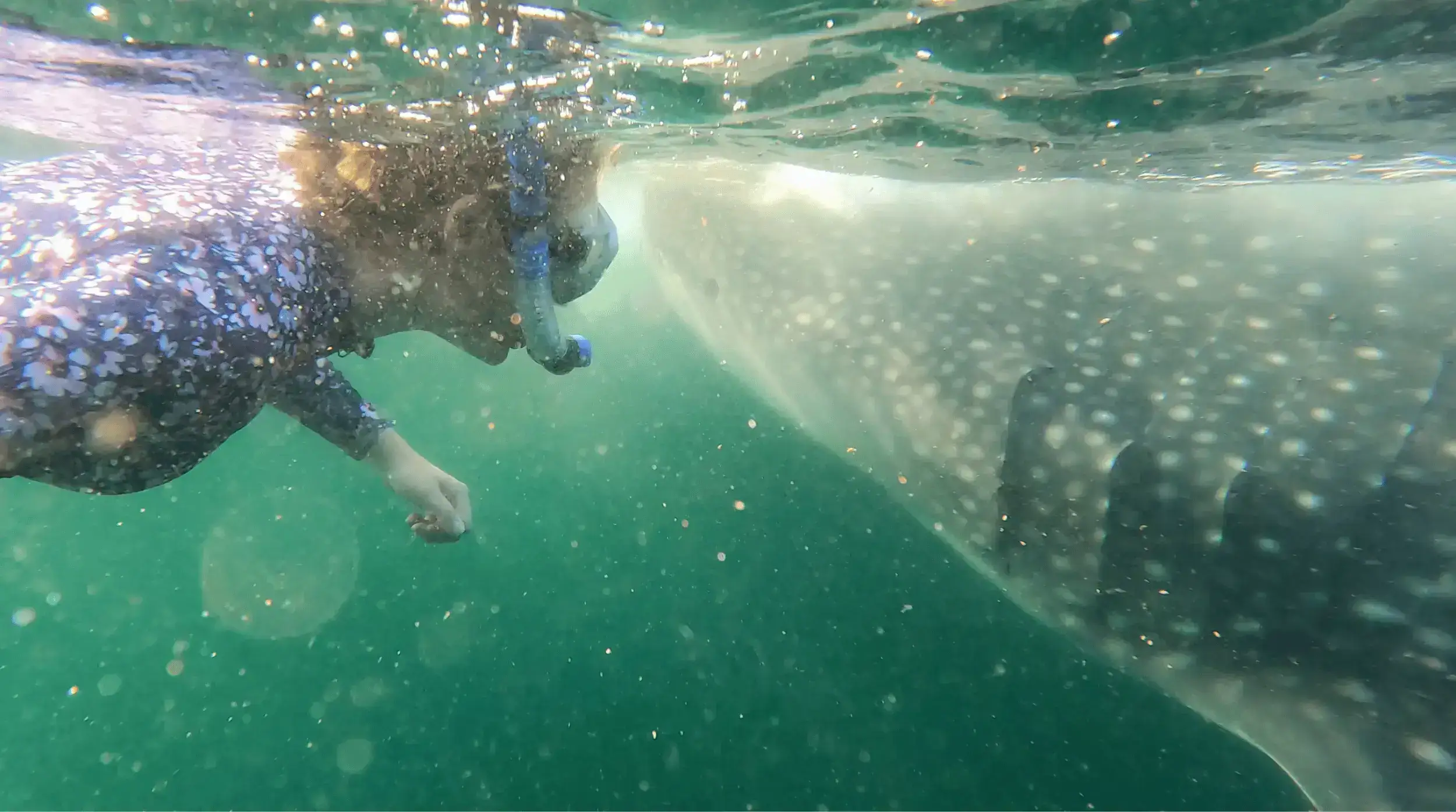 Natasha swimming with whale shark.