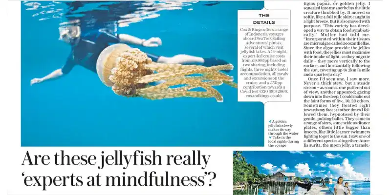 SeaTrek in the press - Jellyfish Experts in The Daily Telegraph SeaTrek in the press - Jellyfish Experts in The Daily Telegraph