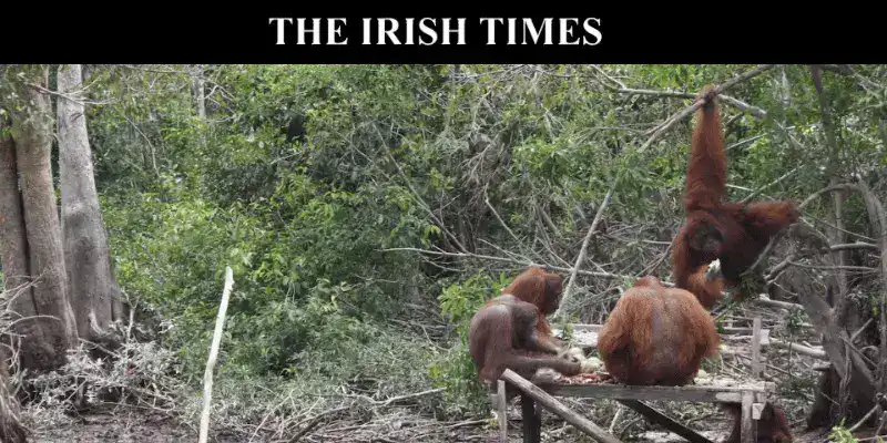SeaTrek in the press - Adventure Borneo and Komodo in The Irish Times Orangutan