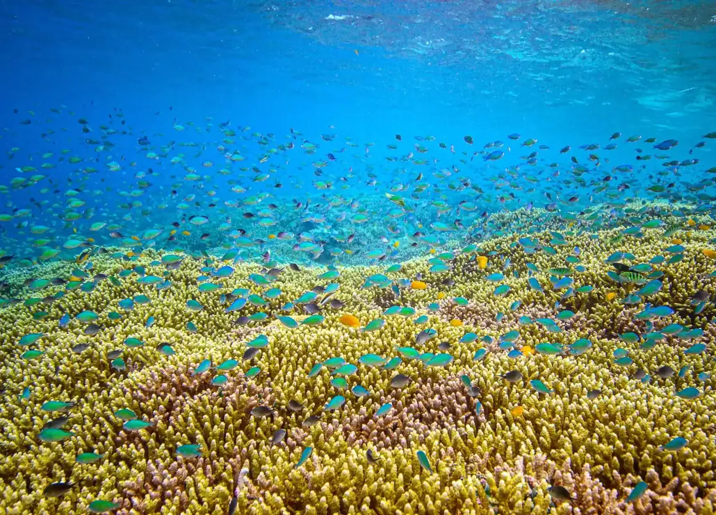 SeaTrek - Isopora Bruggemani Corals Fish and Corals life in Raja Ampat.