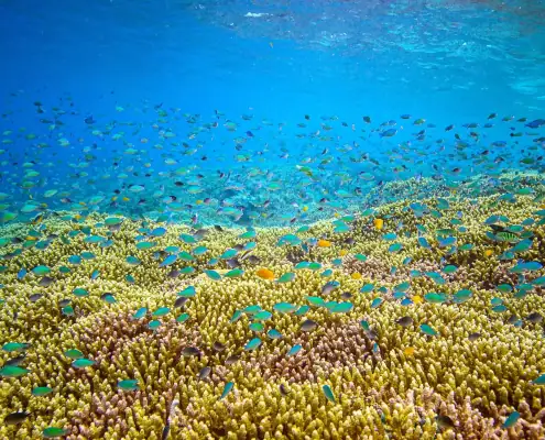 Fish and Corals life in Raja Ampat.