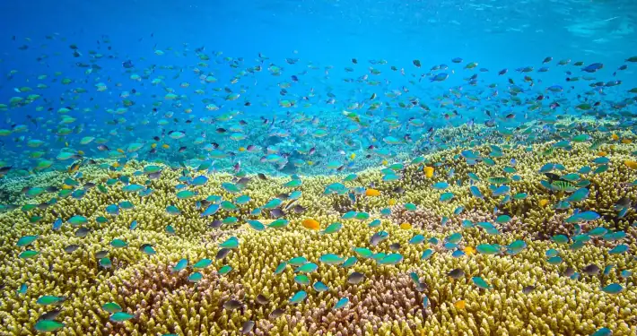 Fish and Corals life in Raja Ampat.