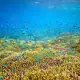 Fish and Corals life in Raja Ampat.