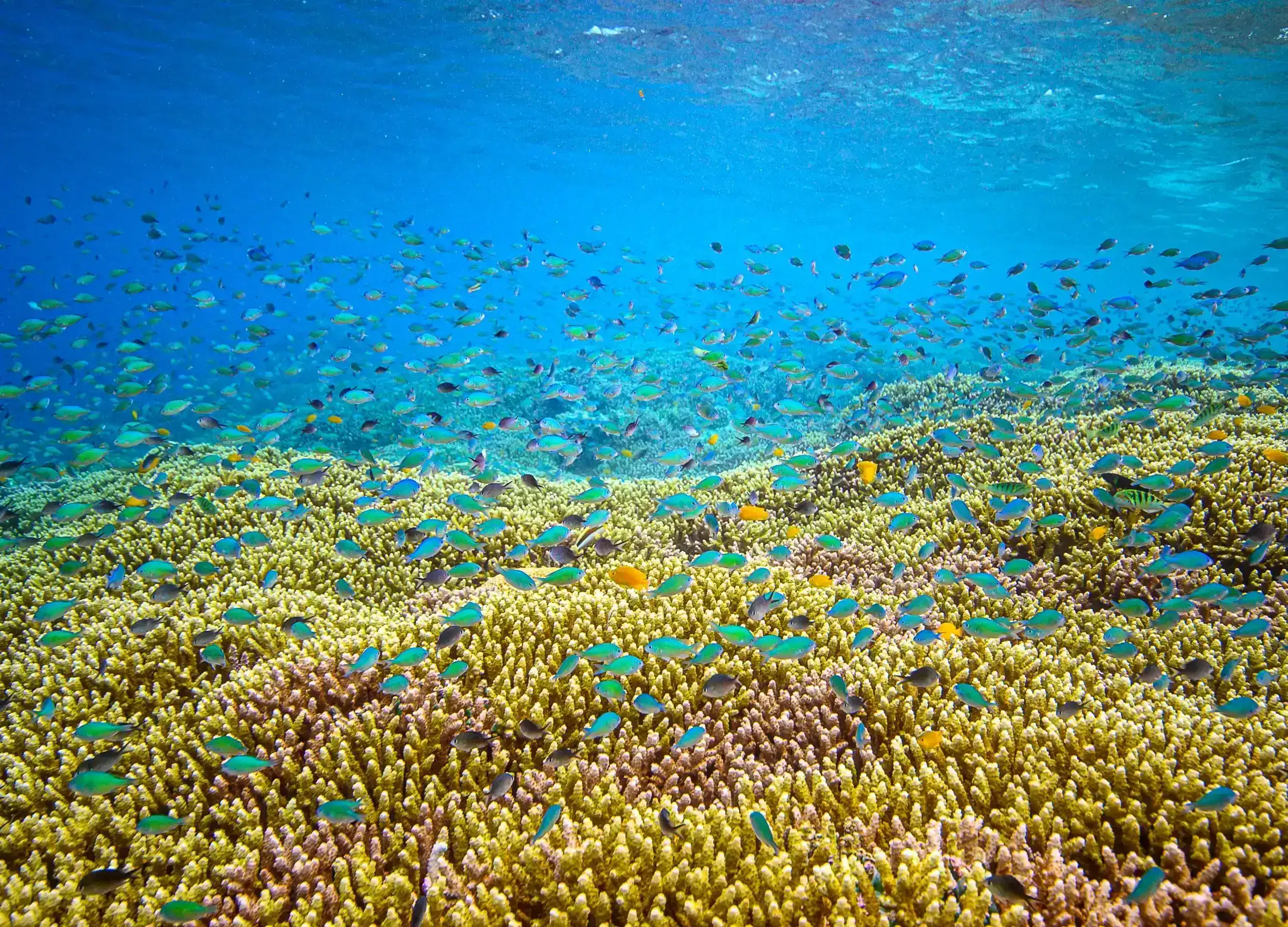 Fish and Corals life in Raja Ampat.