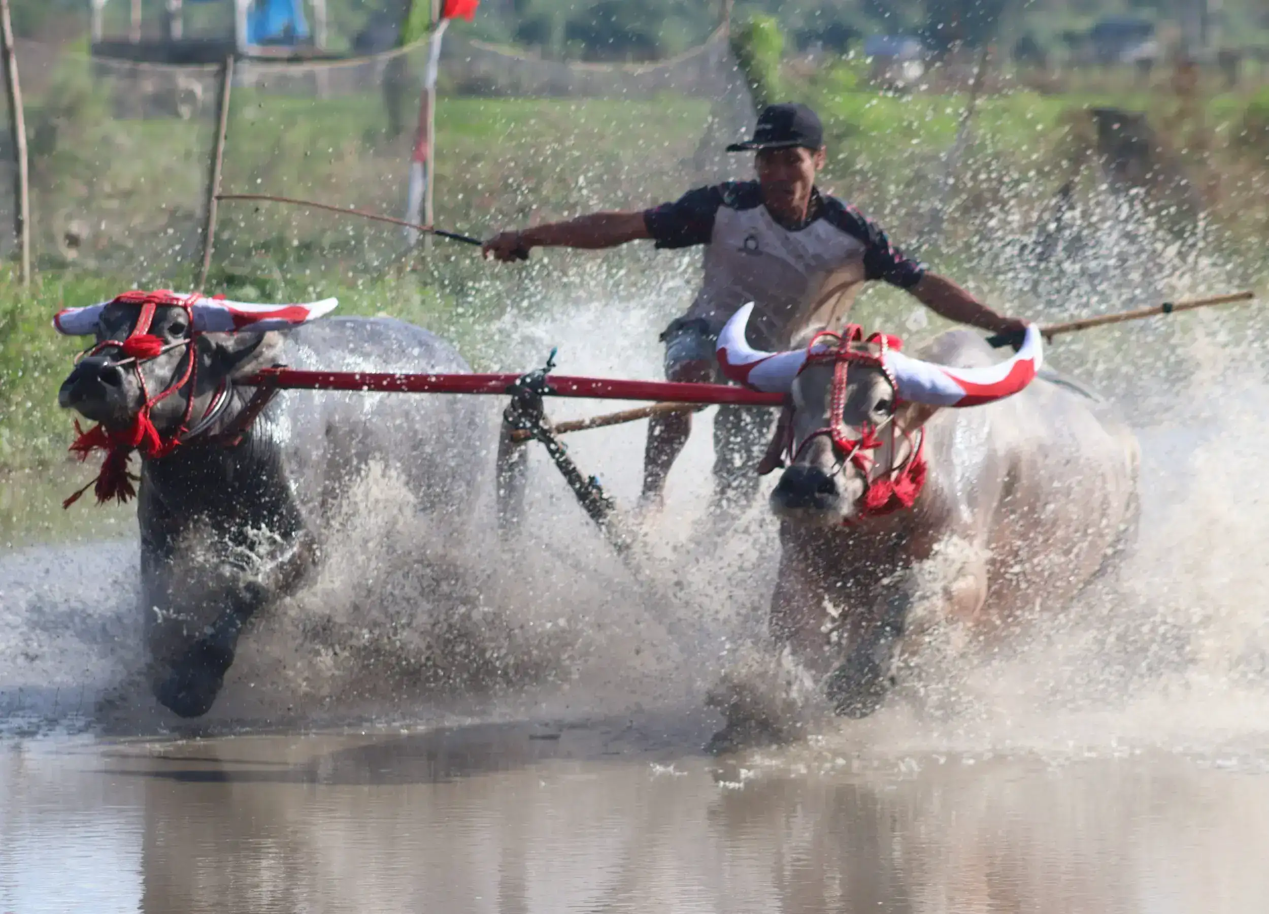 Local people perform buffalo race in Sumbawa.