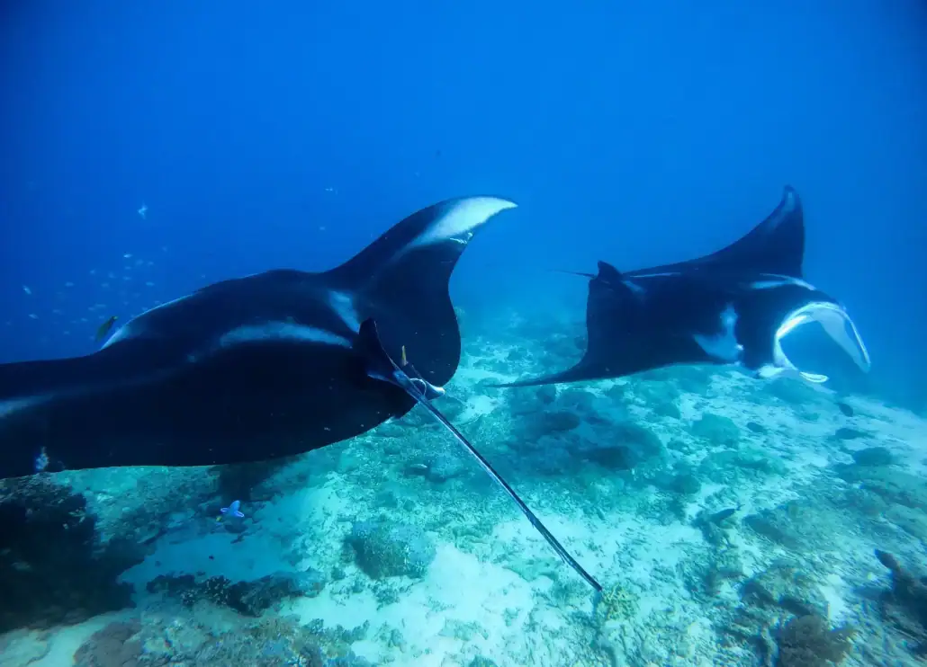 Reef manta rays in Raja Ampat.