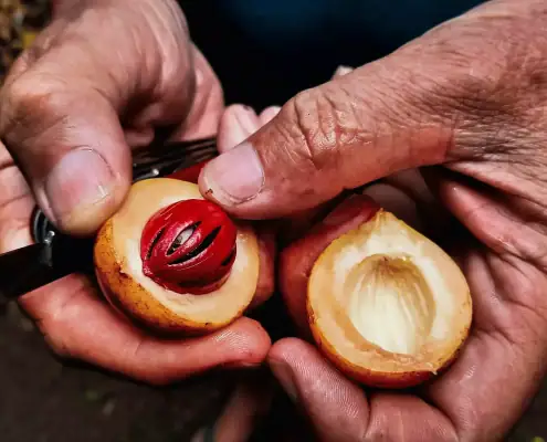 Nutmeg in the Spice Islands