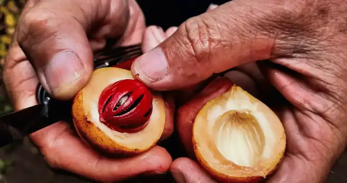 Nutmeg in the Spice Islands