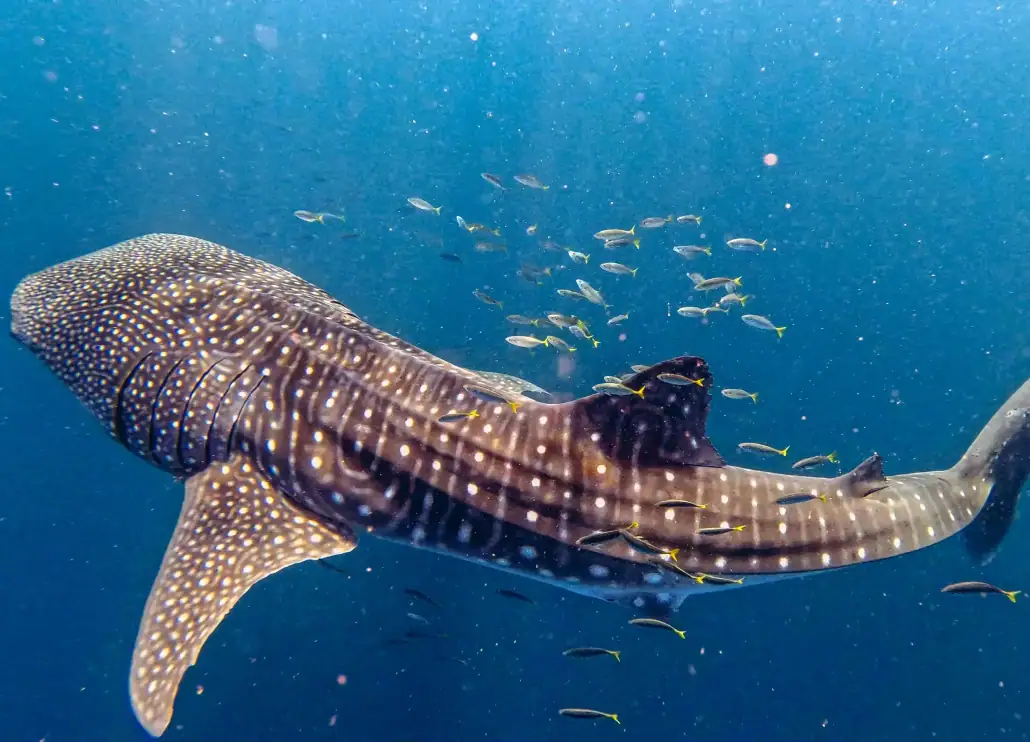 SeaTrek - Whale sharks habitat A whale sharks surrounded by a school of small fish