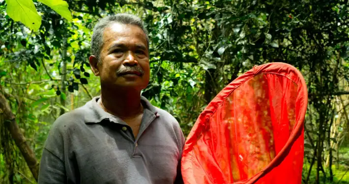 Alisi Yende, a local hero of the Wallace Golden Birdwing Butterfly from Bacan
