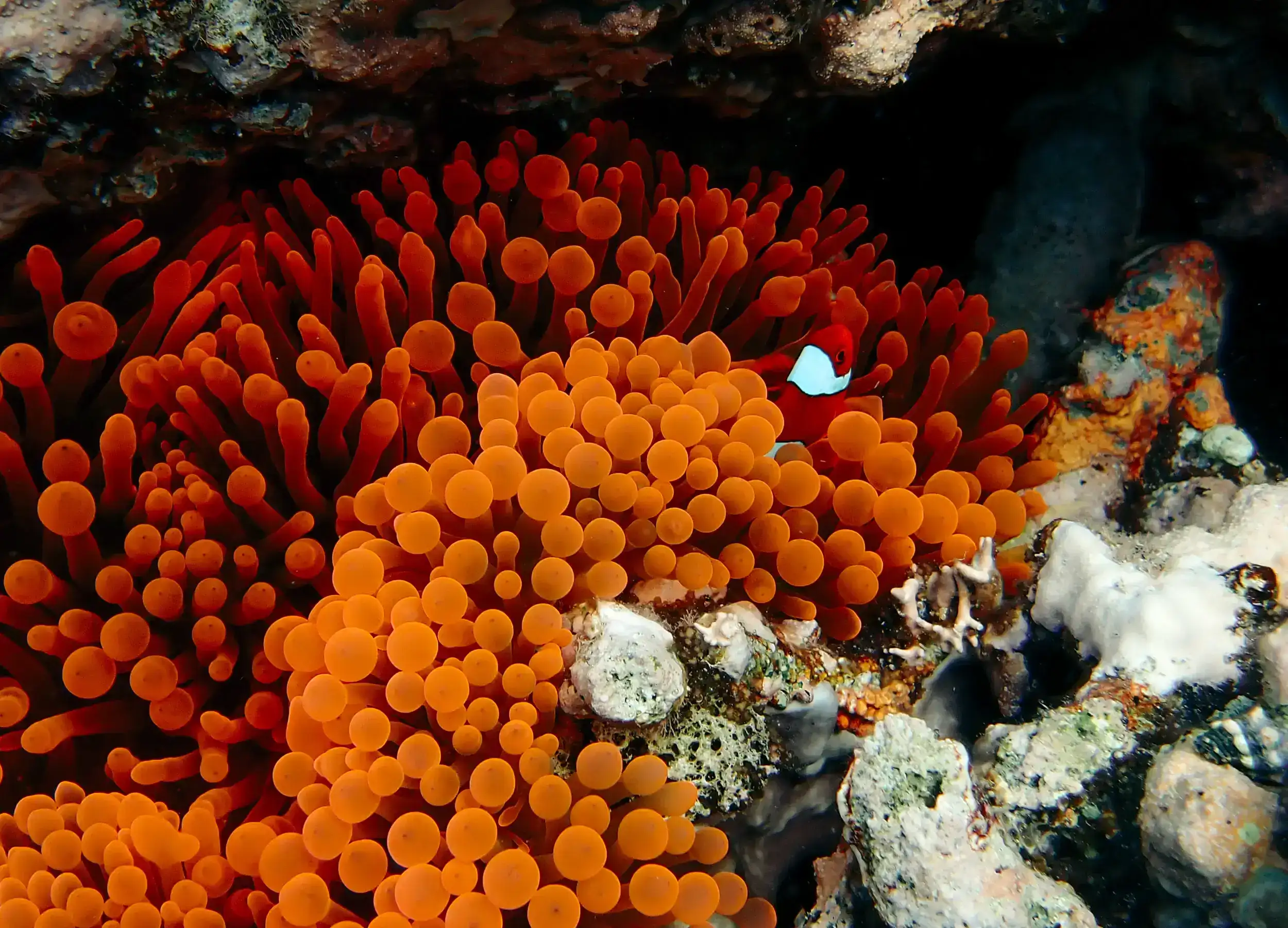 Anemone fish.
