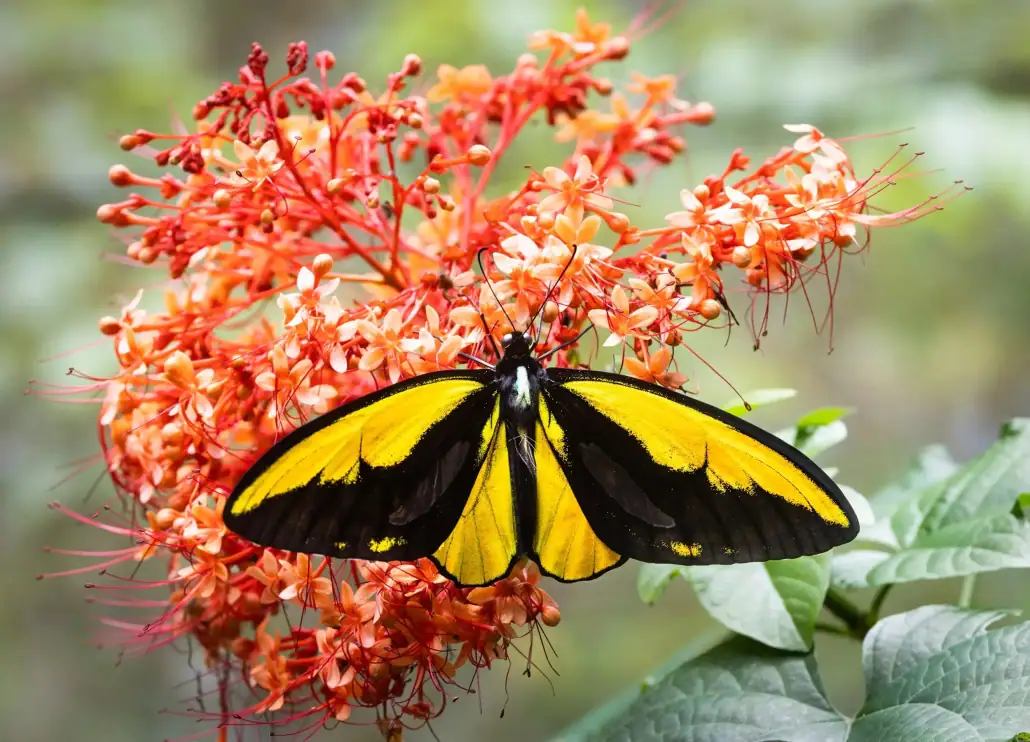SeaTrek - Wallace Golden Birdwing Butterfly Wallace Golden Birdwing Butterfly