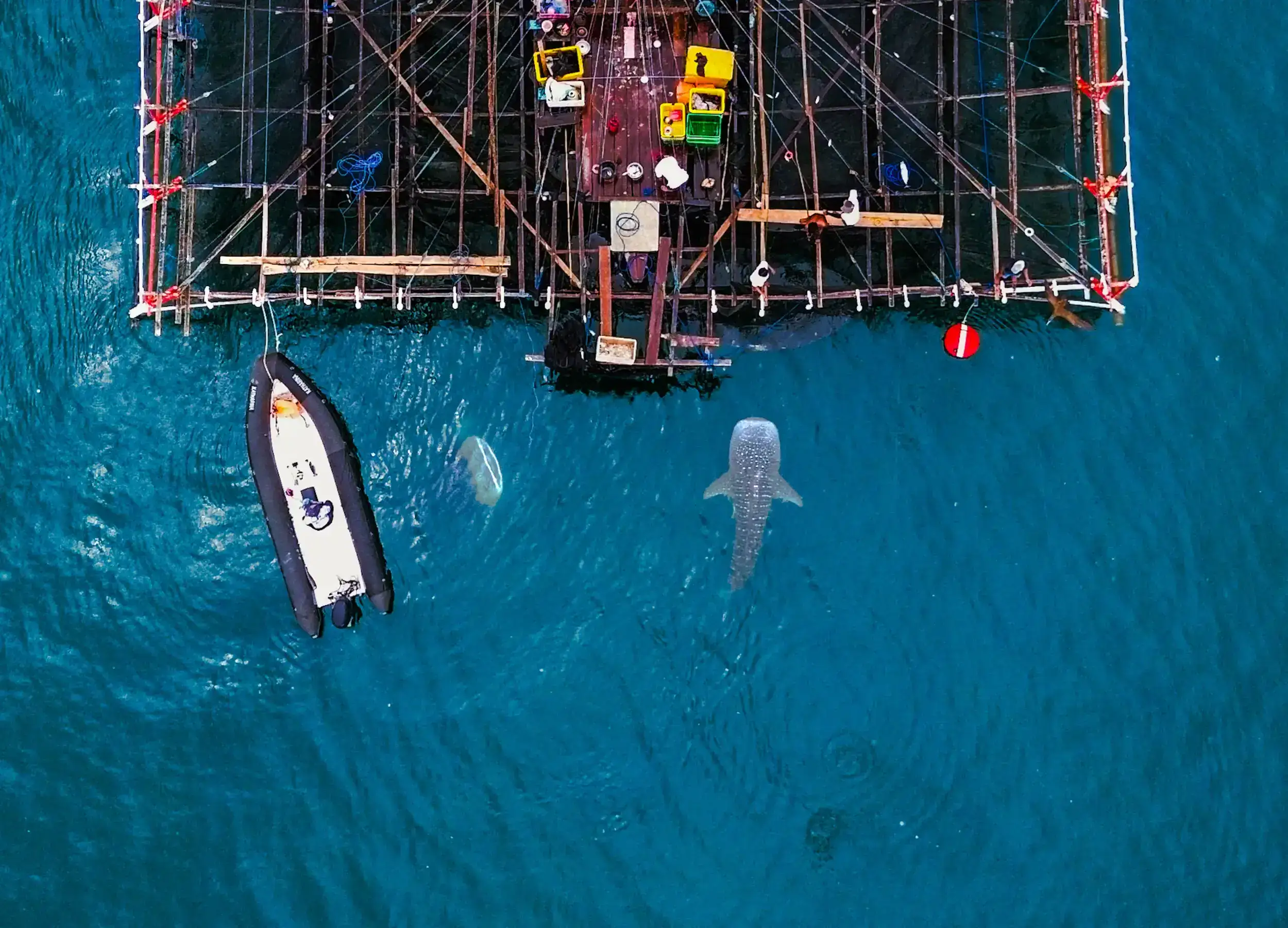 Whale sharks near the bagan in West Papua