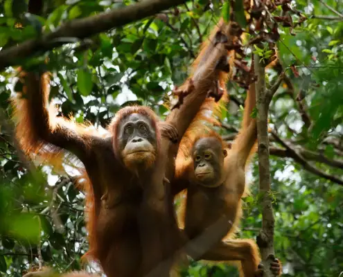 Mother and infant orangutan
