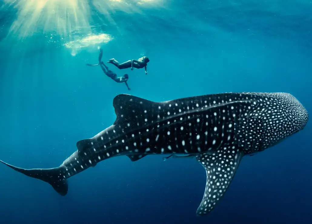 SeaTrek - Family Swimming with a Giant Whale Shark Family Swimming with a Giant Whale Shark.