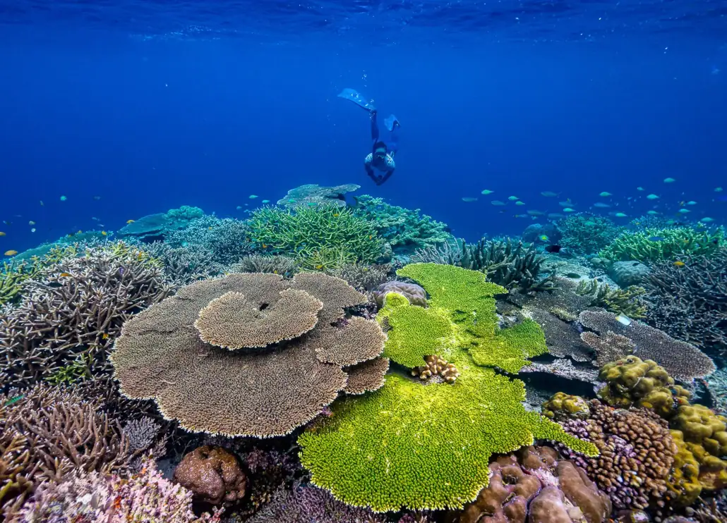 SeaTrek - Snorkeling with coral reef Snorkeling with coral reef