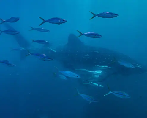 Whale sharks and and school of fish