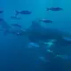 Whale sharks and and school of fish