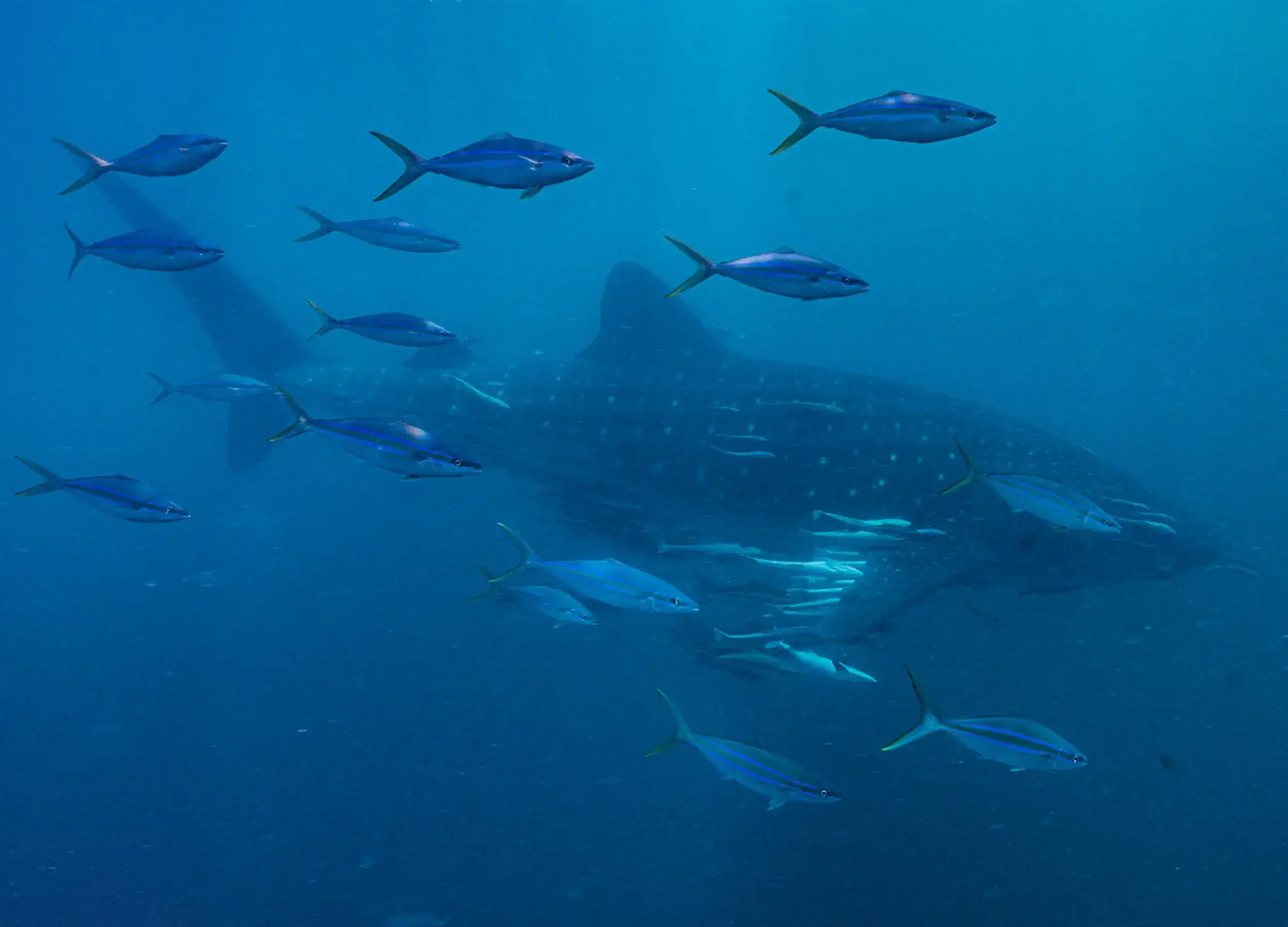 Whale sharks and and school of fish