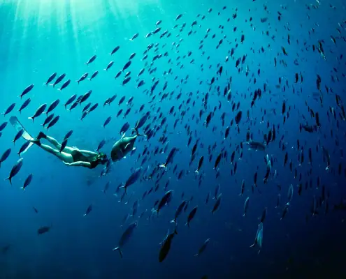 Freediving in Raja Ampat wtih school of fish
