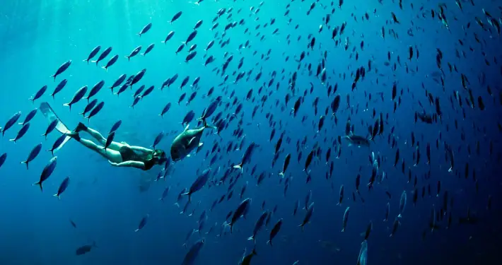 Freediving in Raja Ampat wtih school of fish