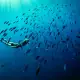 Freediving in Raja Ampat wtih school of fish