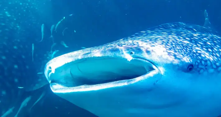 Swimming with two whale sharks