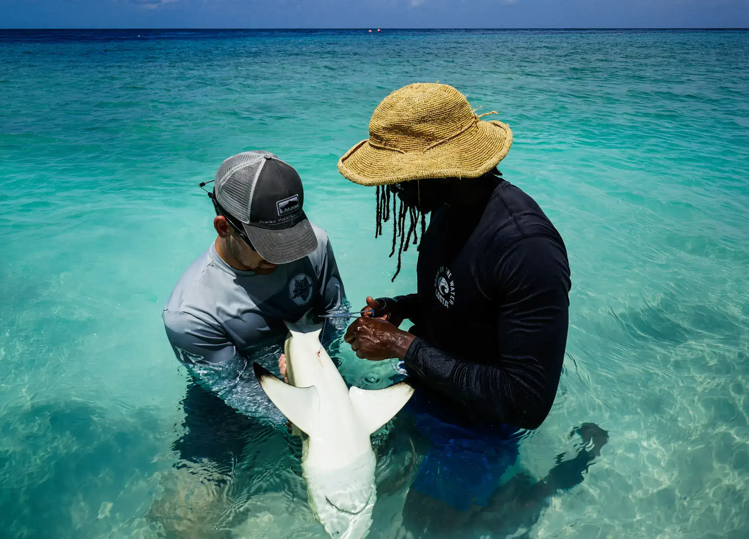SeaTrek Gibbs Kuguru Sharks Expert
