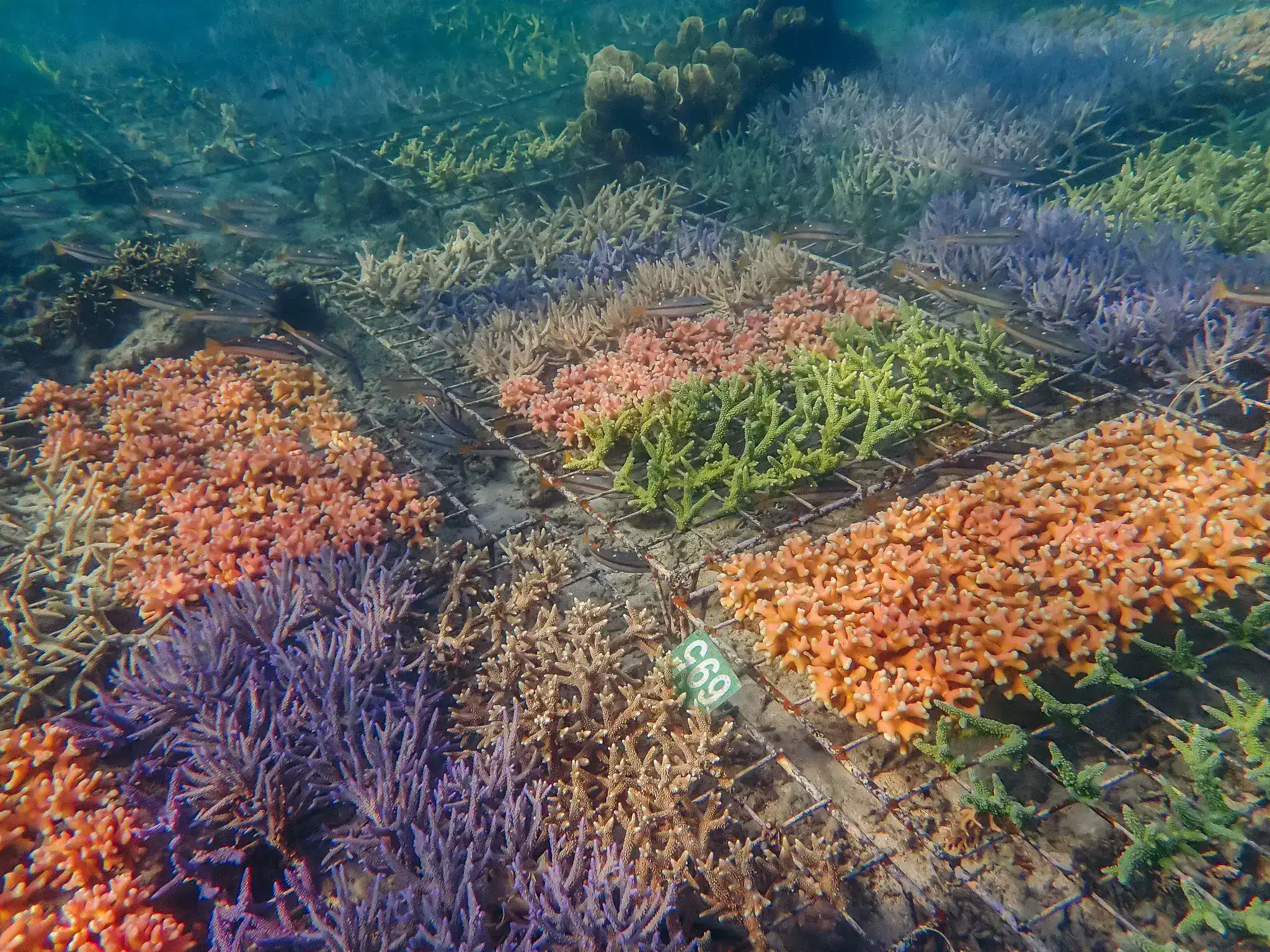 SeaTrek's coral racks.